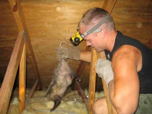 critter in atlanta roofing